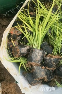 高度30厘米黄菖蒲