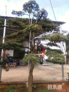 18公分造型罗汉松