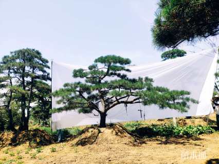 33公分松树