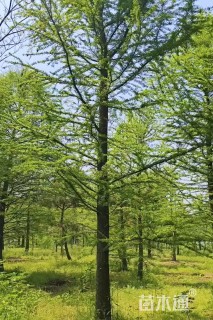 20公分中山杉