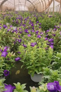 高度20厘米风铃草