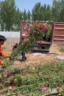 高度180厘米木香