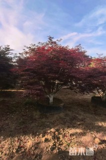 8公分红枫
