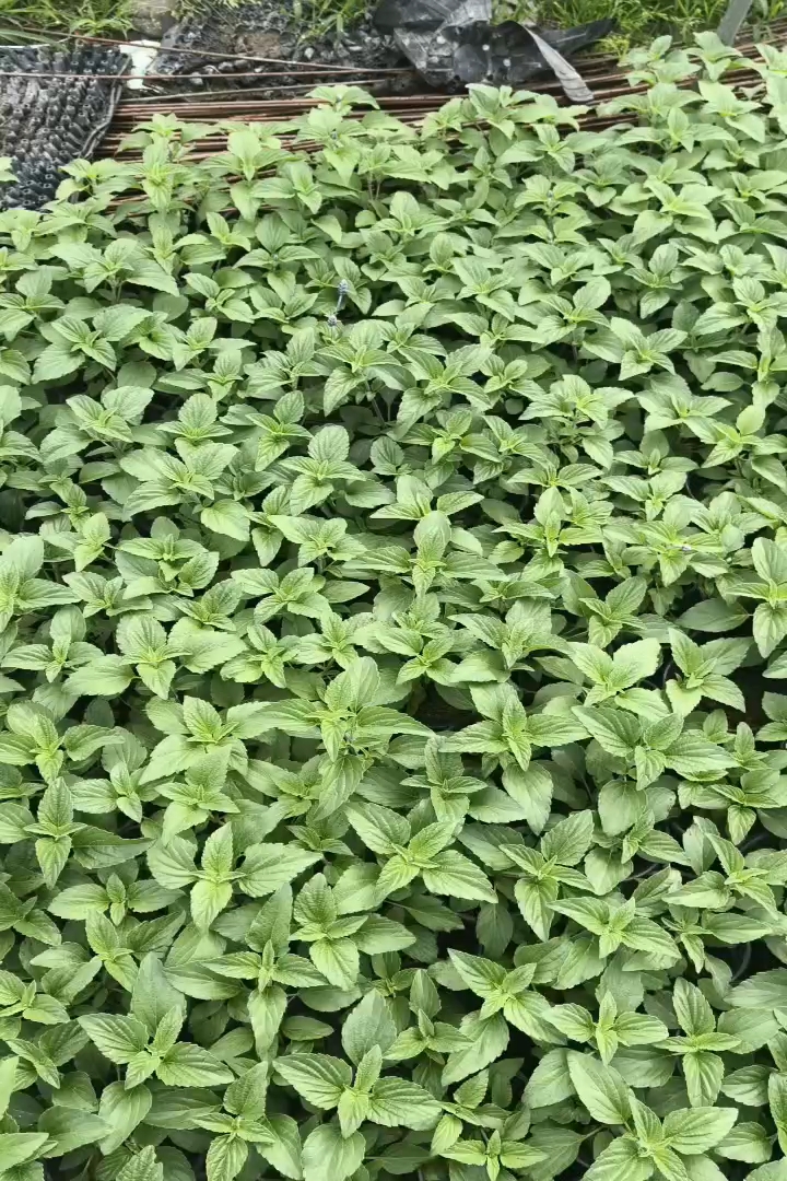 高度20厘米鼠尾草
