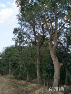 30公分朴树