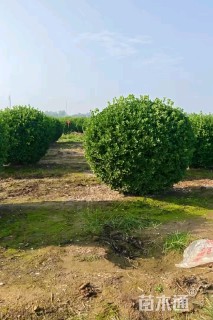 冠幅74厘米大叶黄杨球