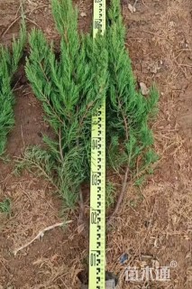 高度70厘米龙柏小苗