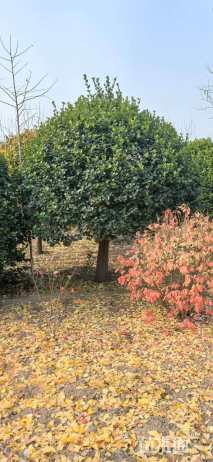 冠幅210厘米卫矛球