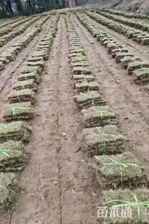 草卷状百慕大草