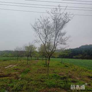 16公分朴树