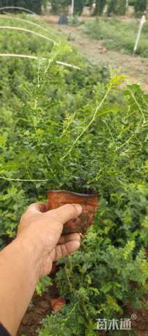 高度30厘米黄刺玫