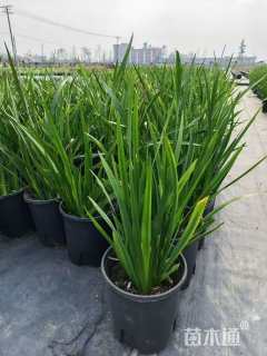 高度50厘米德国鸢尾