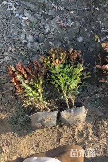 高度40厘米瓜子黄杨