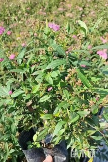 高度20厘米粉花绣线菊