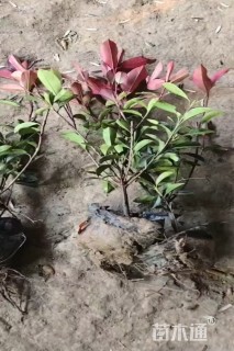 0.5公分红叶石楠