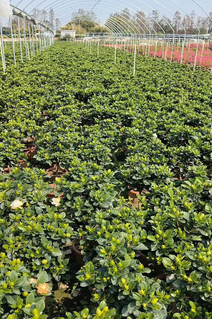 高度40厘米栀子花
