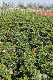 高度40厘米栀子花