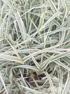 高度40厘米花叶芦竹