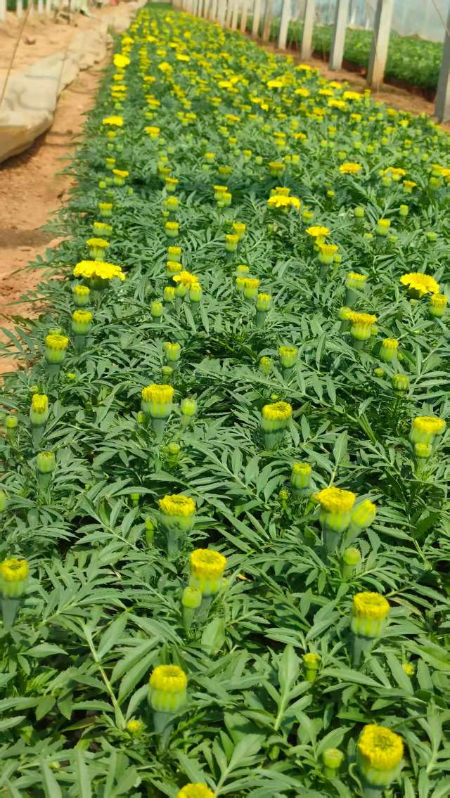 高度15厘米万寿菊