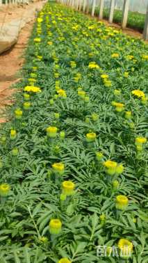 高度15厘米万寿菊