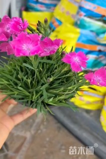 高度15厘米欧石竹