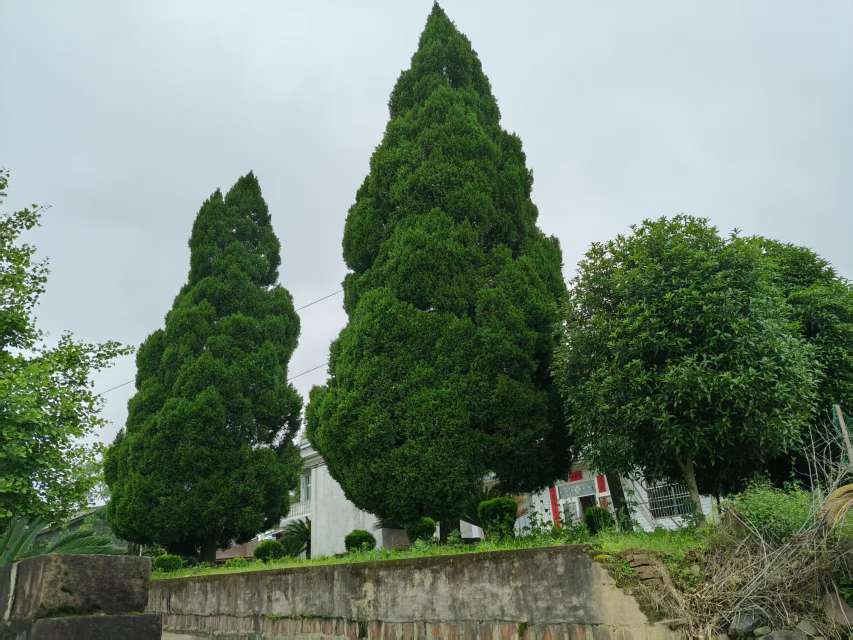 原生苗铅笔柏