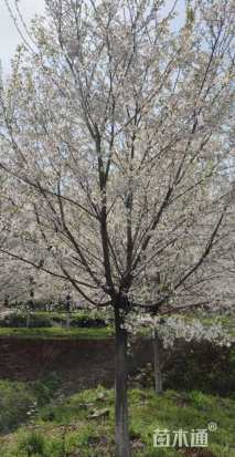 16公分染井吉野樱