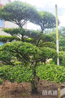 20公分造型黄杨