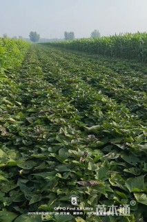 高度25厘米番薯小苗