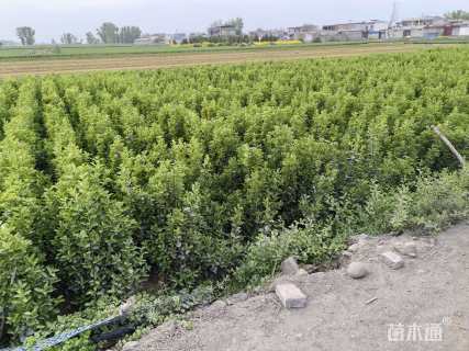 高度100厘米北海道黄杨