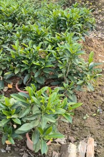 高度40厘米非洲茉莉