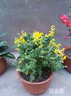 高度30厘米金雀儿