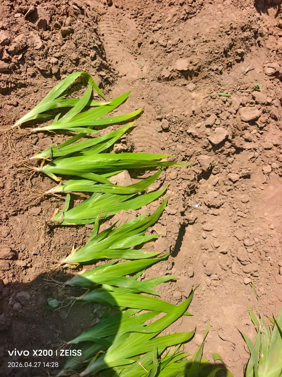 高度40厘米蓝花鸢尾