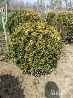 冠幅180厘米瓜子黄杨球