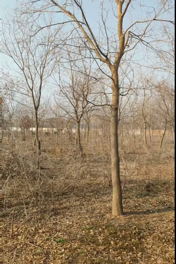 10公分乌桕