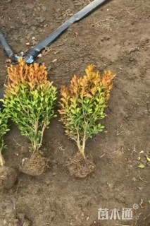 高度40厘米小叶黄杨