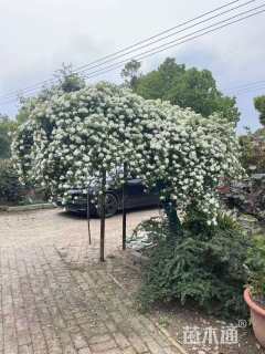 高度300厘米木香