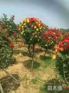 高度300厘米树状月季