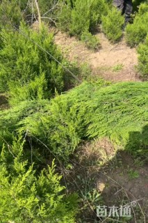 高度90厘米蜀桧