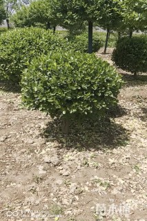 冠幅100厘米卫矛球
