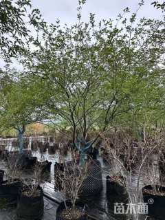10公分野茉莉
