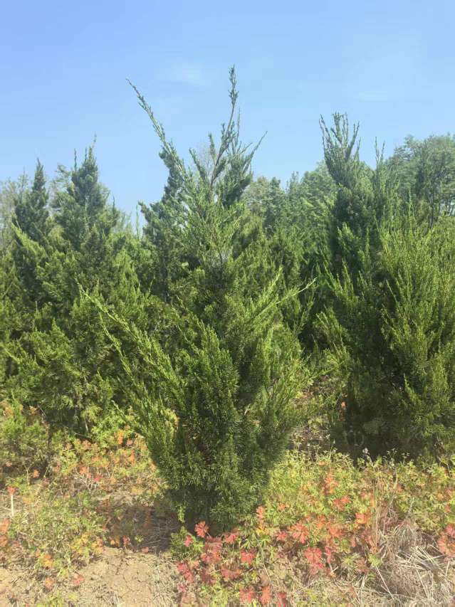 高度90厘米龙柏