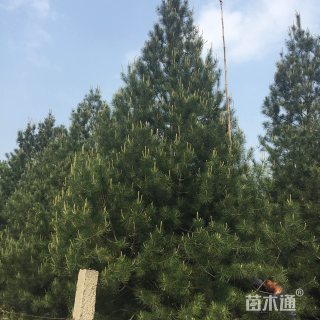 高度600厘米白皮松