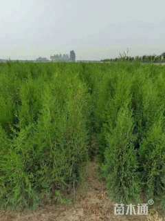 高度400厘米侧柏