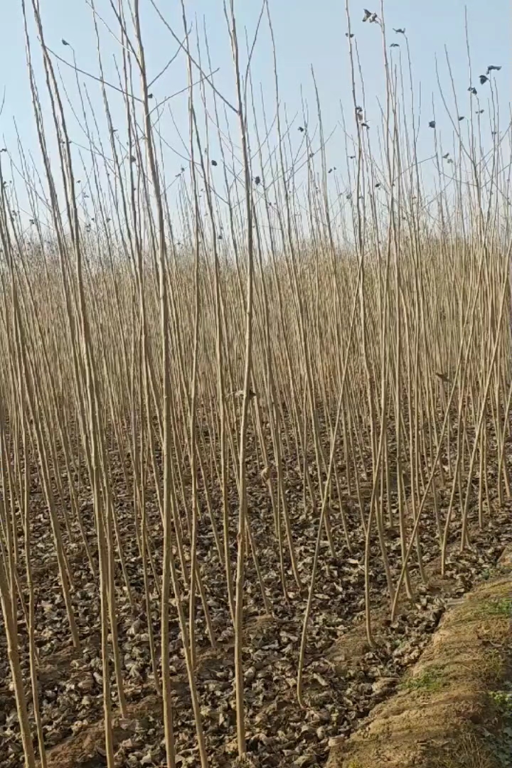 4公分杨树