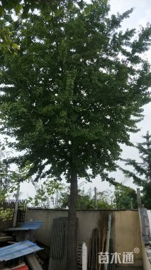 35公分银杏
