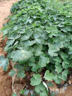 高度12厘米耧斗菜