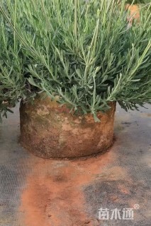 高度30厘米薰衣草