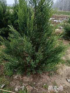 高度1.8厘米河南桧