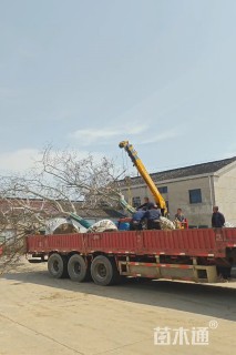 18公分合欢